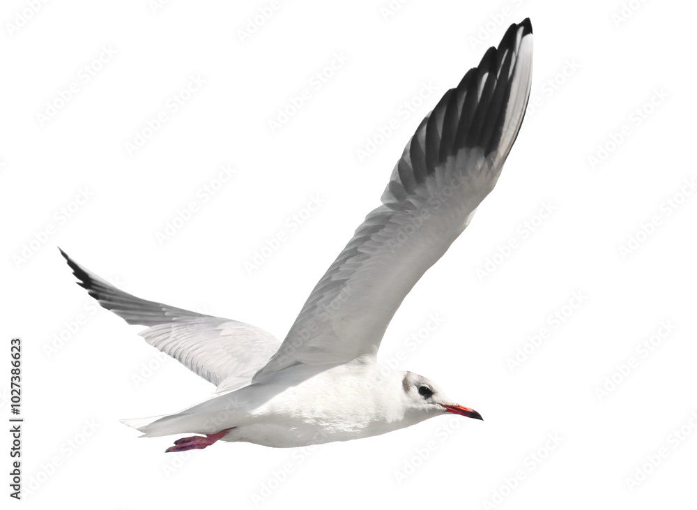 Obraz premium Common Black-headed Gull in flight isolated on white, Larus ridibundus, clipping path
