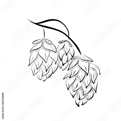 Line drawing. Art line hops fruits. Vector minimalistic design