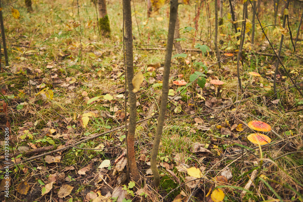 Muchomor czerwony, Amanita muscaria (L.) Muchomor czerwony, Amanita muscaria (L.)