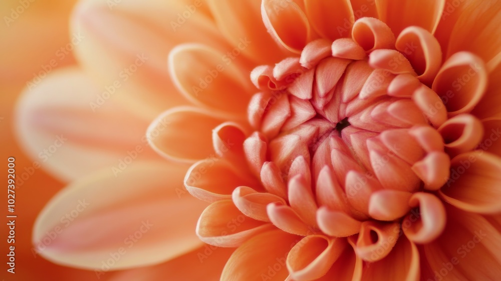 A Close-Up View of an Orange Dahlia's Center A Close-Up View of an Orange Dahlia's Center