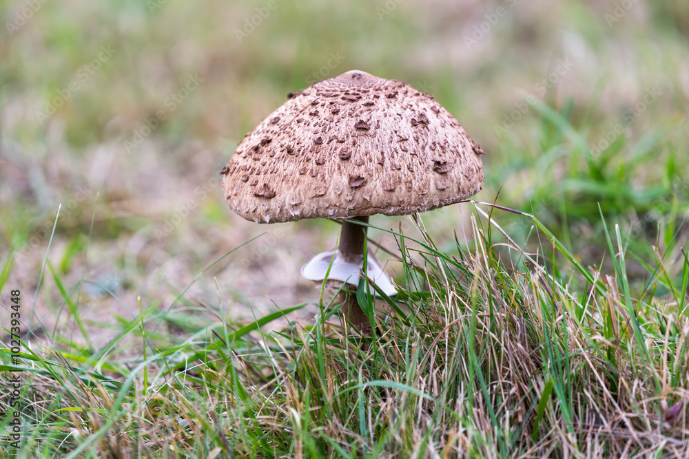 Macrolepiota procera growing in a meadow in autumn season, edible mushroom. Macrolepiota procera growing in a meadow in autumn season, edible mushroom.