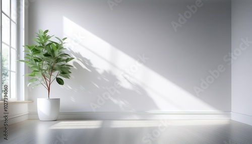 White color room with minimal style  white potted plant with sunlight coming in through a window on a blank white wall