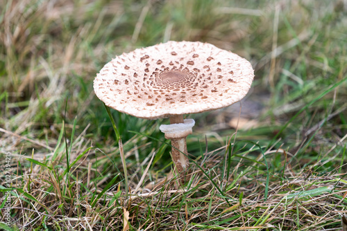 Macrolepiota procera growing in a meadow in autumn season, edible mushroom. photo