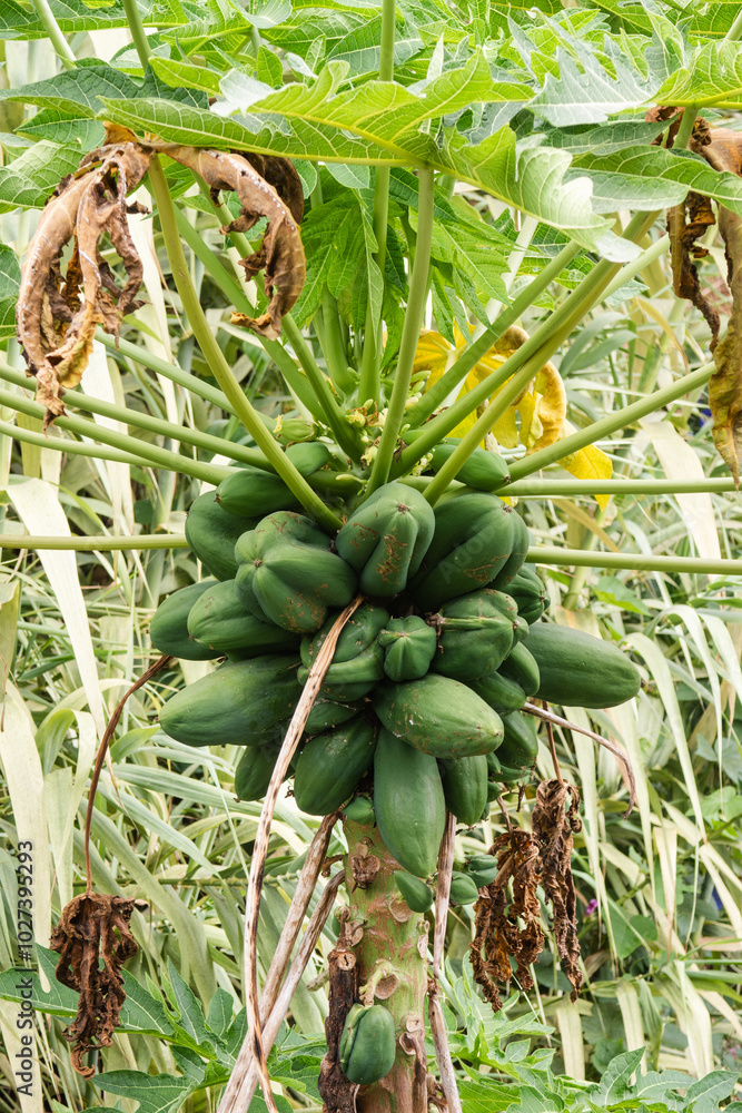 A bunch of green papayas hanging from a tree A bunch of green papayas hanging from a tree