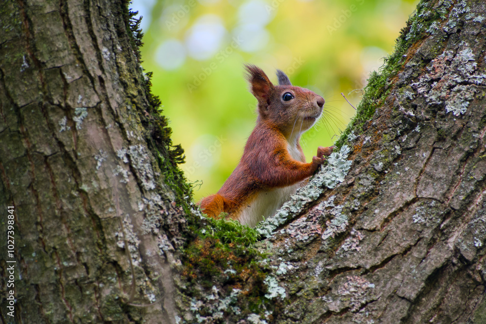 red squirrel peeks out from behind a tree trunk red squirrel peeks out from behind a tree trunk