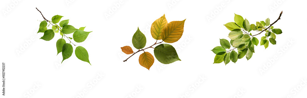 Three isolated branches with green, brown, and yellow leaves on a white background. Three isolated branches with green, brown, and yellow leaves on a white background.