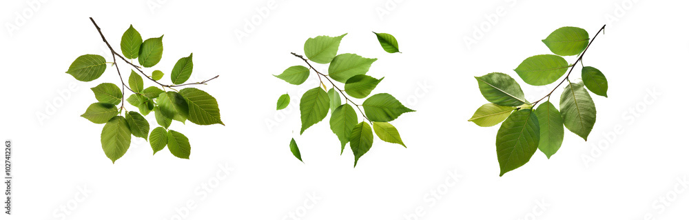 Naklejka premium Three isolated branches with green leaves on white background.