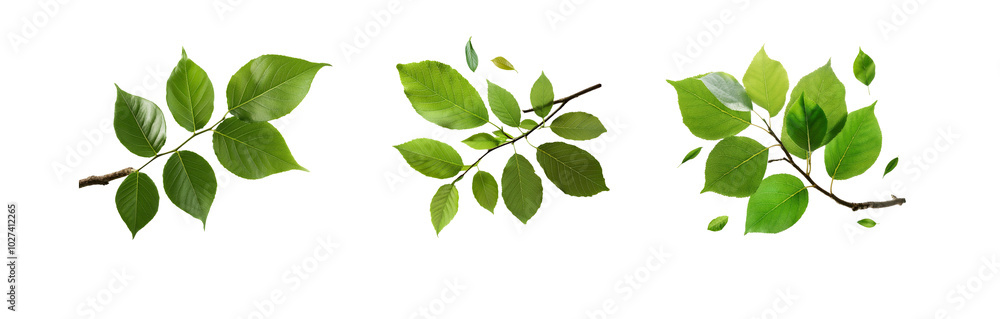 Three green leaves on branches isolated on a white background. Three green leaves on branches isolated on a white background.