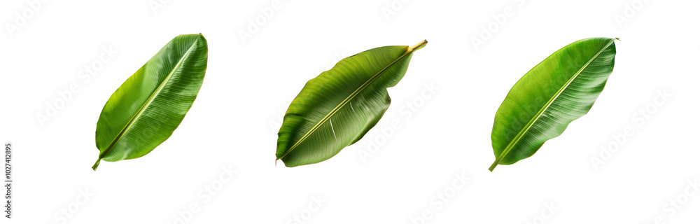 Obraz premium Three isolated green banana leaves on white background.