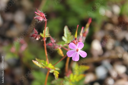 Photography pink herb robert flower