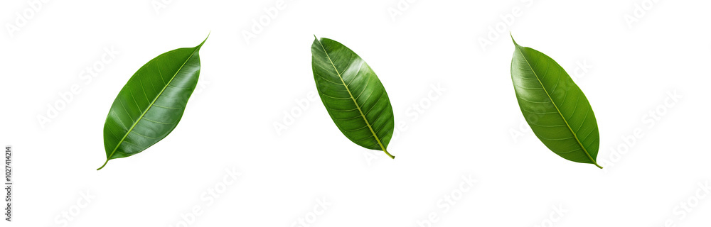 Fototapeta premium Three green leaves isolated on a white background.