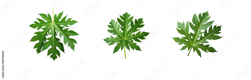 Obraz premium Three green papaya leaves on white background.