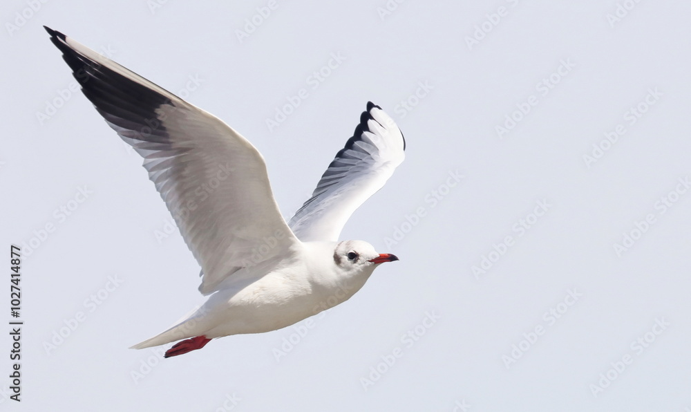 Obraz premium Common Black-headed Gull in flight, Larus ridibundus, birds of Montenegro