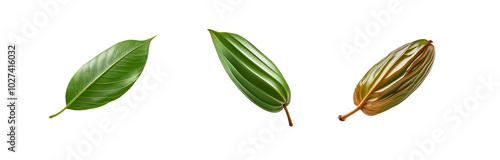 Three leaves of various shapes and sizes are isolated against a white background.