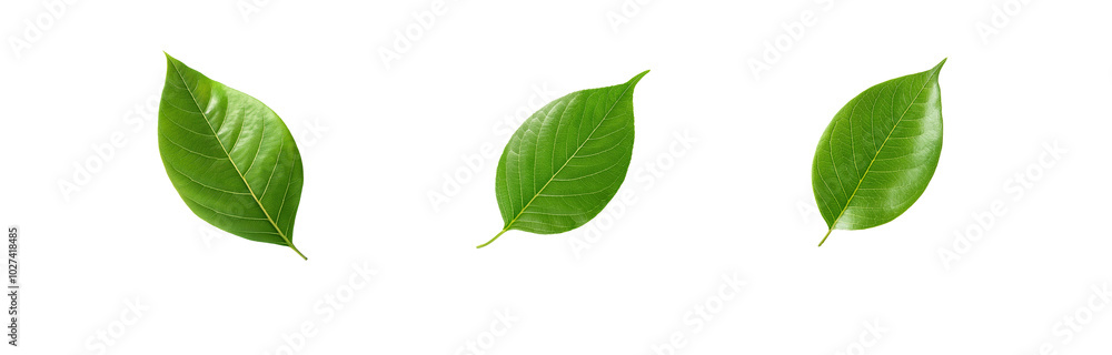 Fototapeta premium Three green leaves are isolated on a white background.