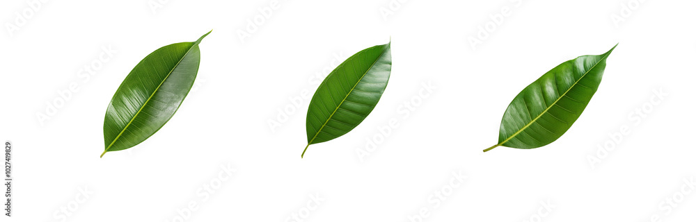 Obraz premium Three isolated green leaves with a textured white background.