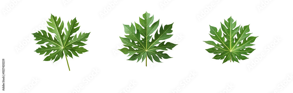 Naklejka premium Three isolated papaya leaves, with a light green background, arranged horizontally.