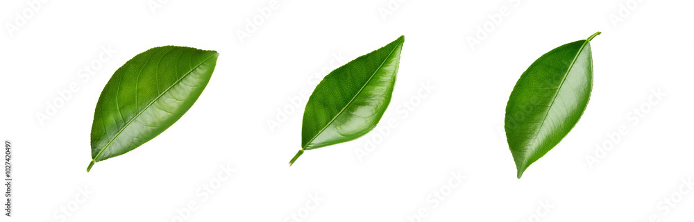 Obraz premium Three green leaves are isolated and positioned on a white background.