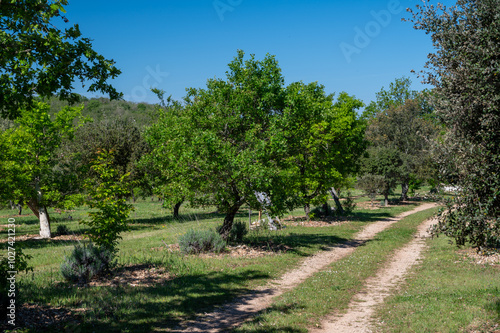 Truffle farm, cultivation of black winter Perigord truffles mushrooms, Tuber melanosporum, oak plantation, truffle hunting in winter on fields with oak trees