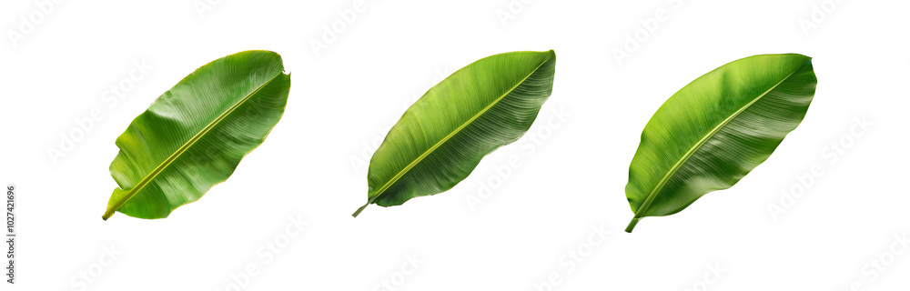 Fototapeta premium Three isolated banana leaves on a white background, perfect for design projects.