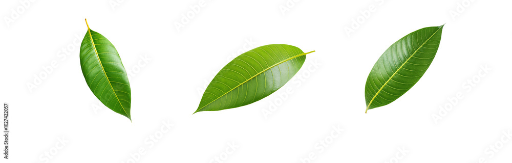 Obraz premium Three isolated green leaves on a white background.