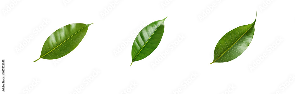 Fototapeta premium Three green leaves isolated against a white background.