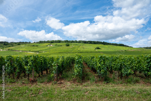 Green grand cru and premier cru vineyards with cross and rows of pinot noir grapes plants in Cote de nuits, making of famous red and white Burgundy wine in Burgundy region, Vosne-Romanee village photo