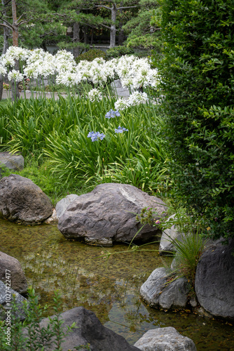 Landscape urban design, city park in Japan style with stones, bonsai pines trees, flowers, little briges, water falls in center of Monte-Carlo city, Monaco