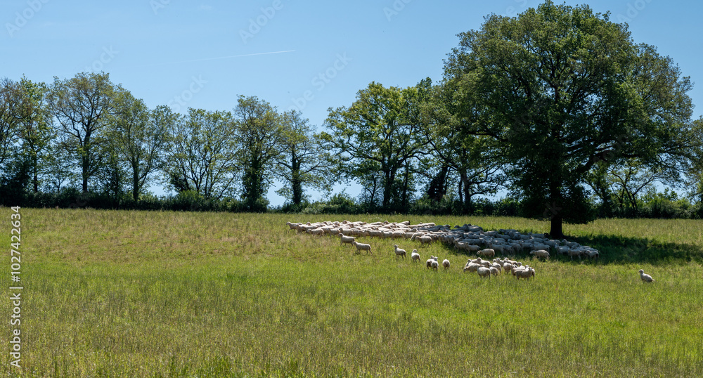 Fototapeta premium Green pastures with grazing sheeps in Perigord Limousin Regional Natural Park, Dordogne, France in spring
