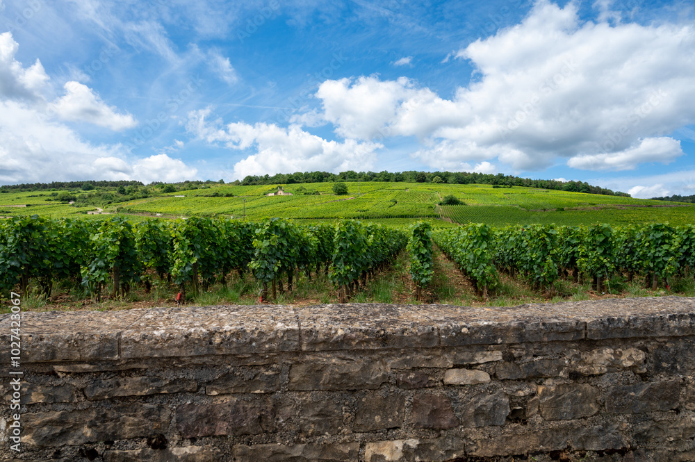 Obraz premium Green grand cru and premier cru vineyards with cross and rows of pinot noir grapes plants in Cote de nuits, making of famous red and white Burgundy wine in Burgundy region, Vosne-Romanee village