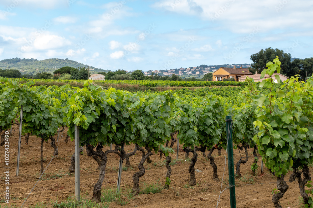Rows of wine grapes plants on vineyards in south of France near Saint-Tropez and Gassin, rose wine making Rows of wine grapes plants on vineyards in south of France near Saint-Tropez and Gassin, rose wine making