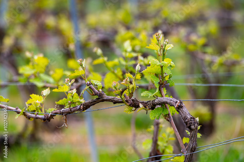 Close up on grand cru Champagne vineyards near Moulin de Verzenay, rows of pinot noir grape plants in Montagne de Reims near Verzy and Verzenay, Champagne, France photo