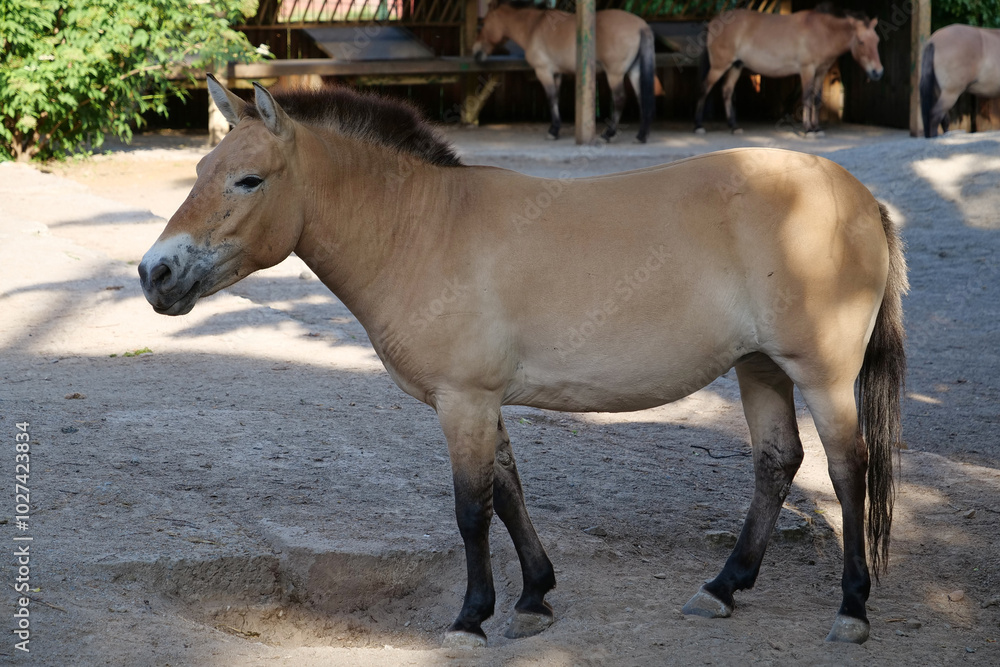 Przewalski horse in zoo, Equus caballus Przewalski horse in zoo, Equus caballus