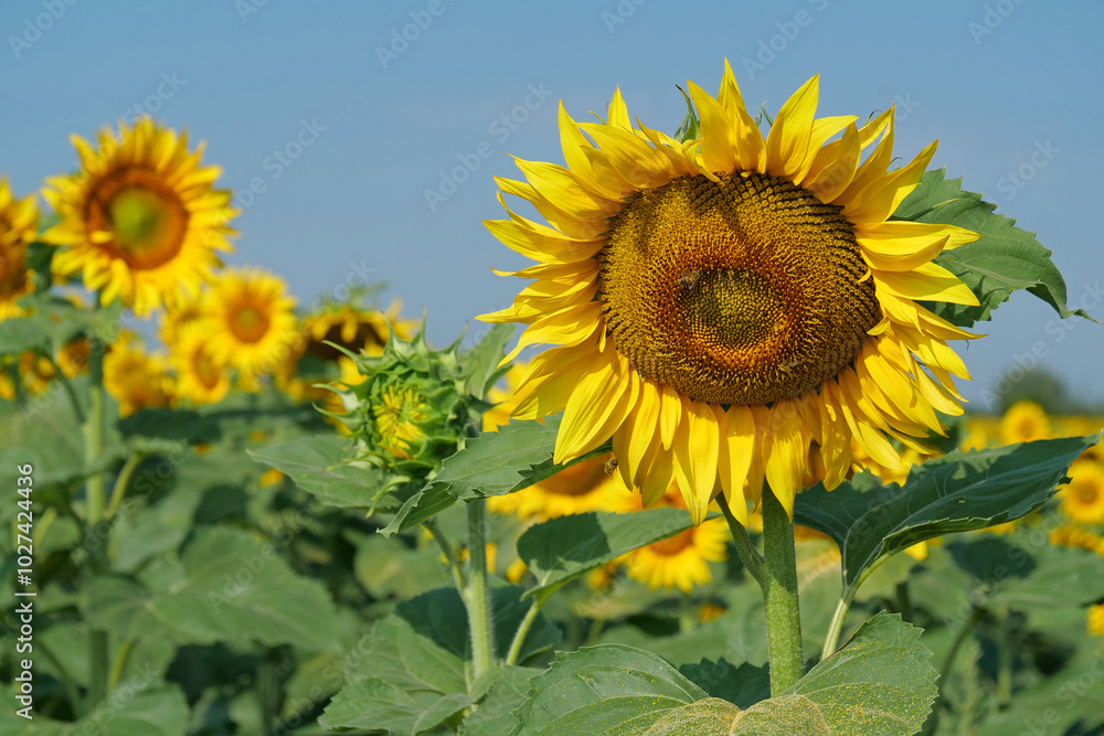 Fototapeta premium Beautiful young sunflowers grows on field. Bees on beautiful sunflower