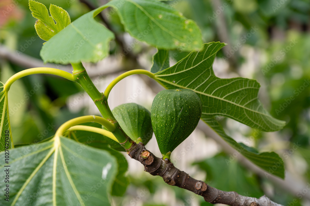 Green organic figs fruits growing on fig tree in summer Green organic figs fruits growing on fig tree in summer