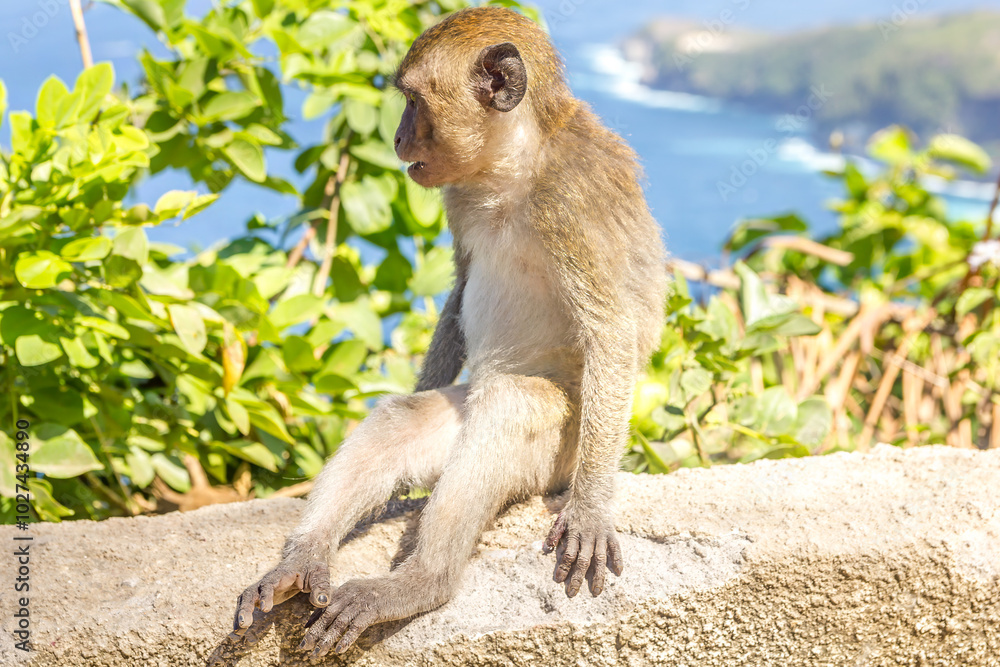 Monkey in Nusa Penida, Indonesia Monkey in Nusa Penida, Indonesia