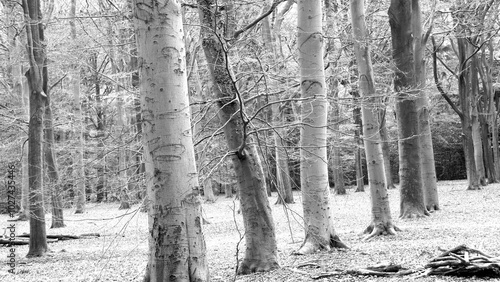 Fototapeta Naklejka Na Ścianę i Meble -  drzewa w biało czarnym ujęciu 