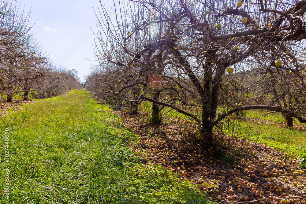 Infected gardens, apples that fell from trees rot on ground, diseases at gardens occur. Infected gardens, apples that fell from trees rot on ground, diseases at gardens occur.