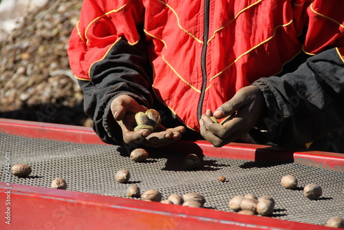 Pecan nut harvesting, typically in the late fall after shucksplit, involves shaking the trees with mechanical shakers.