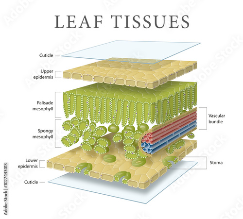 Leaf tissues and cell layers