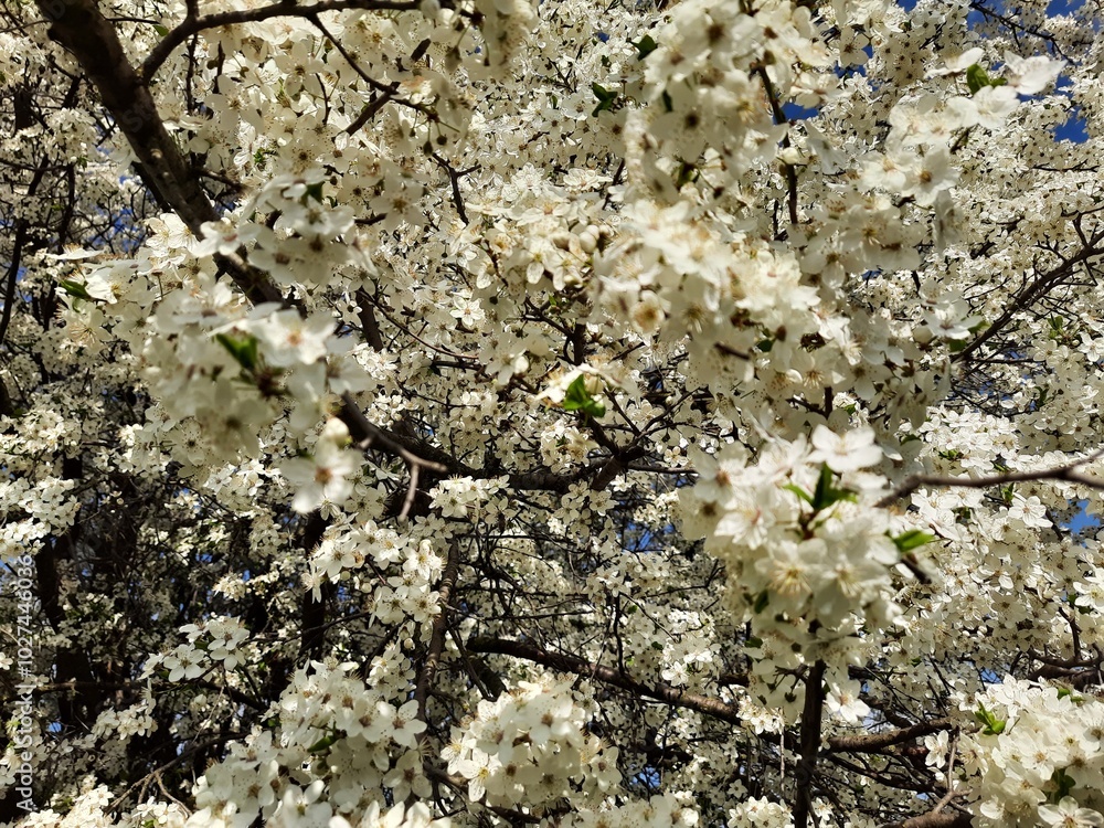 cherry tree blossom cherry tree blossom