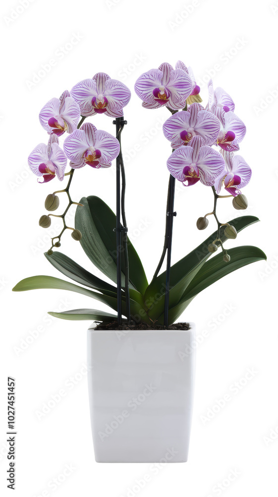 Orchid purple flower in white pot transparent background Orchid purple flower in white pot transparent background