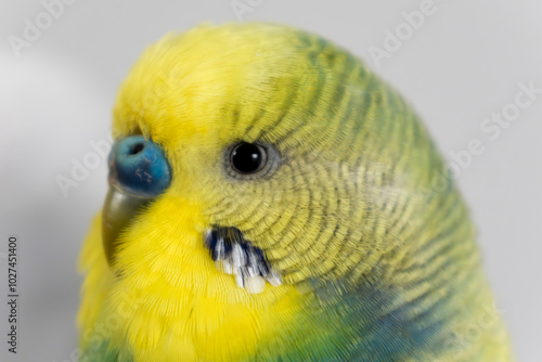 Green and yellow budgie budgerigar pet bird portrait with white background 