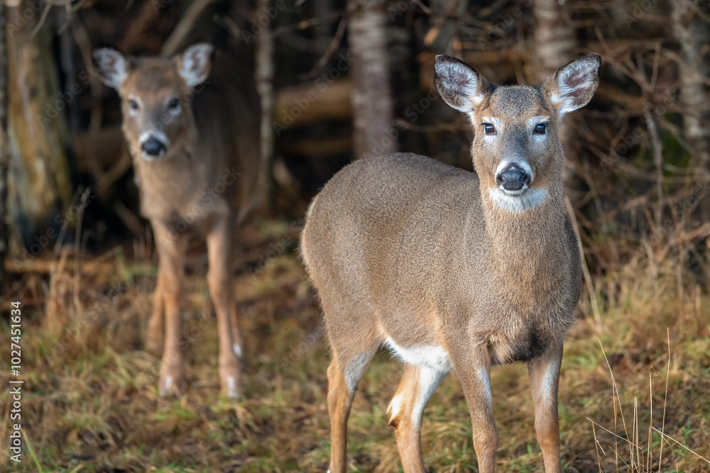 Two White-tailed Deer standing in front of forest trees Two White-tailed Deer standing in front of forest trees