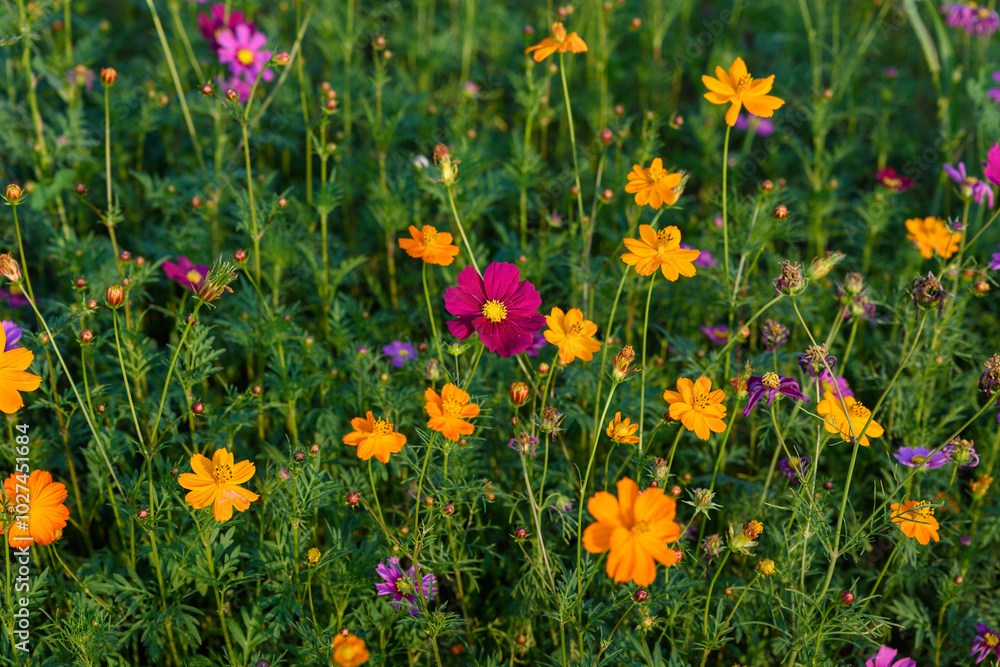 Fototapeta premium Beautiful cosmos flowers field at Singha Park Chiang Rai, Thailand