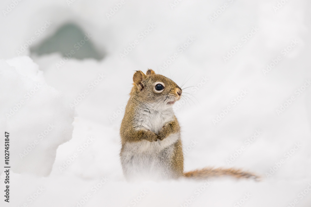 American Red Squirrel sitting in the snow American Red Squirrel sitting in the snow