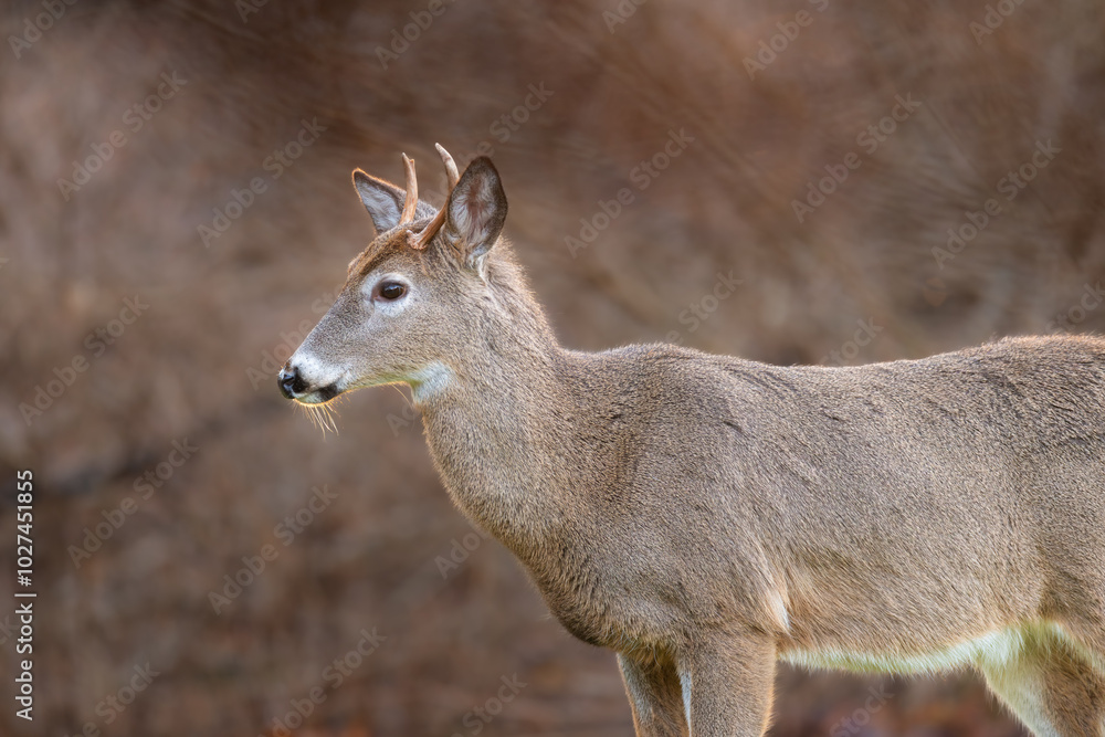 Close-up of White-tailed Deer in morning light Close-up of White-tailed Deer in morning light