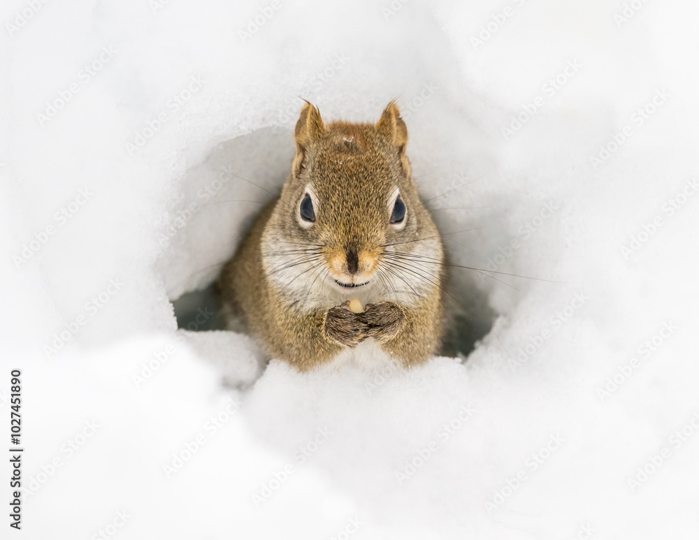 American Red Squirrel emerging through snow tunnel American Red Squirrel emerging through snow tunnel