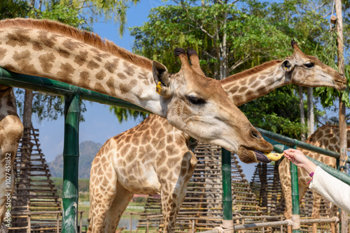 Photography Giraffe eating banana