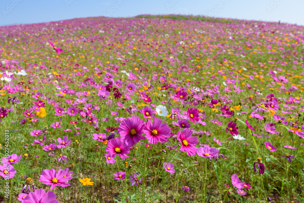 Beautiful cosmos flowers field at Singha Park Chiang Rai, Thailand Beautiful cosmos flowers field at Singha Park Chiang Rai, Thailand